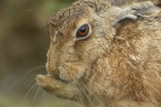 European brown hare (Lepus europaeus) adult animal washing its foot, England, United Kingdom