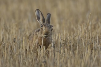 European brown hare (Lepus europaeus) adult animal eating a wheat plant sheath in a harvested