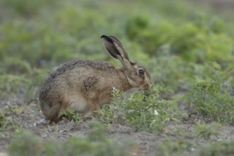 European brown hare (Lepus europaeus) adult animal feeding on a plant in a farmland field in