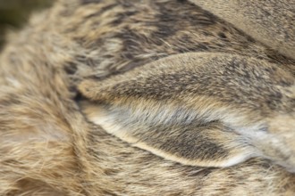 European brown hare (Lepus europaeus) adult animal close up of it ear England, United Kingdom