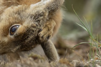 European brown hare (Lepus europaeus) adult animal washing its ear, England, United Kingdom