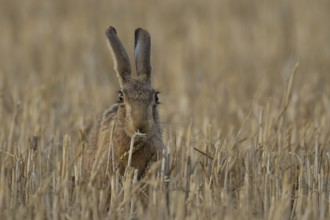 European brown hare (Lepus europaeus) adult animal feeding on a wheat plant sheath in a farm