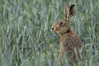 European brown hare (Lepus europaeus) adult animal in a field of wheat on a farm in summer,