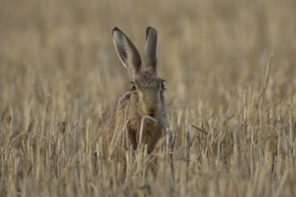 European brown hare (Lepus europaeus) adult animal feeding on a wheat plant sheath in a farm field