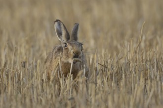 European brown hare (Lepus europaeus) adult animal eating a wheat plant sheath in a harvested