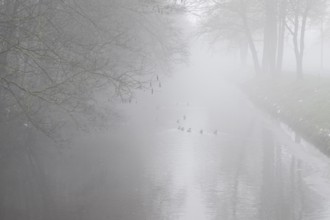 South-North Canal in fog, Emsland, Lower Saxony, Germany