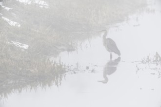 Grey heron (Ardea cinerea) in the fog, Emsland, Lower Saxony, Germany