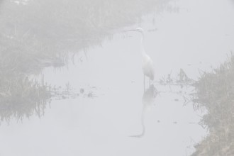 Great White Egret (Ardea alba) in the fog, Emsland, Lower Saxony, Germany