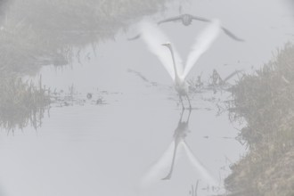 Great White Egret (Ardea alba) and Grey Heron (Ardea cinerea) in the fog, Emsland, Lower Saxony,