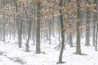 Beech forest (Fagus sylvatica) in the fog, Emsland, Lower Saxony, Germany