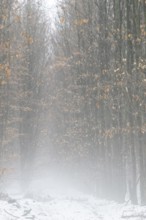 Beech forest (Fagus sylvatica) in the fog, Emsland, Lower Saxony, Germany