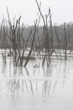 Moorland in fog, Emsland, Lower Saxony, Germany