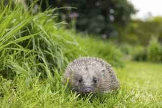 European hedgehog (Erinaceus europaeus) adult animal on a garden grass lawn next to a patch of long