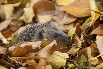 European hedgehog (Erinaceus europaeus) adult animal on a pile of fallen autumn leaves in a garden,