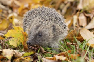 European hedgehog (Erinaceus europaeus) adult animal on fallen autumn leaves in a garden, England,