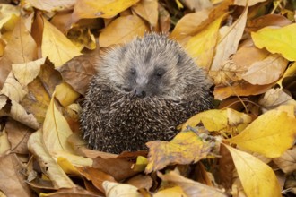 European hedgehog (Erinaceus europaeus) adult animal curled in a ball resting on a pile of fallen