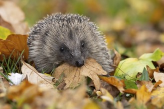 European hedgehog (Erinaceus europaeus) adult animal on fallen autumn leaves in a garden carrying a