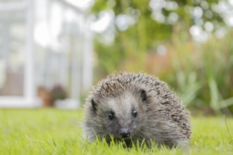 European hedgehog (Erinaceus europaeus) adult animal on a garden grass lawn with a house in the