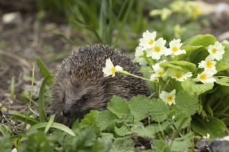 European hedgehog (Erinaceus europaeus) adult animal in a garden with wild Primrose flowers in