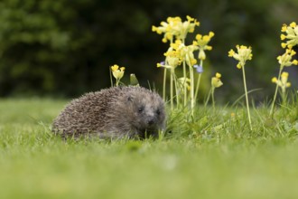 European hedgehog (Erinaceus europaeus) adult animal on a garden grass lawn with Cowslip flowers in