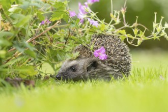European hedgehog (Erinaceus europaeus) adult animal on a grass lawn under a pink flowering