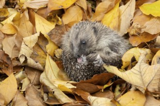 European hedgehog (Erinaceus europaeus) adult animal self anointing or salivating itself on fallen