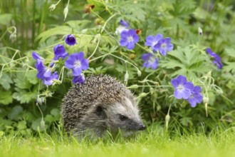 European hedgehog (Erinaceus europaeus) adult animal on a grass lawn under a blue flowering