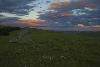 Single tent in blooming Mongolian grass steppe on a mountain ridge in the evening light with
