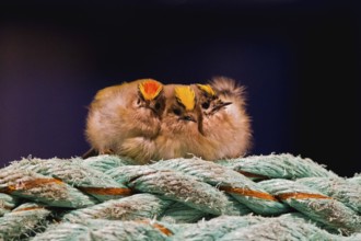 Goldcrest (Regulus regulus), close-up, group of 3 birds resting together on a ship's rope and