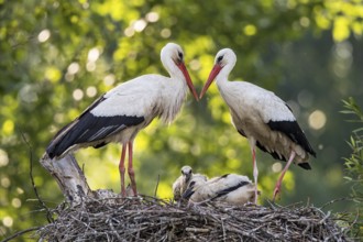 White stork (Ciconia ciconia), breeding pair with male and female in a sunny riparian forest