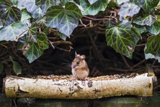 Wood mouse (Apodemus sylvaticus), standing cutely upright on its hind legs at a bird feeder between