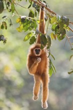 White-handed gibbon (Hylobates lar), close-up, adult climbs and hangs one-armed on a branch in the