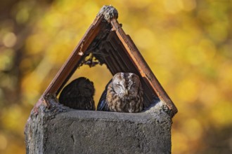 Tawny owl (Strix aluco), breeding pair with male and female resting in the sun in a chimney as a