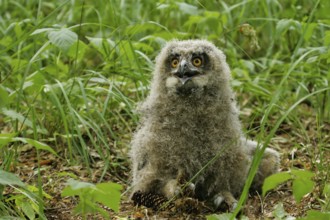 Eurasian Eagle-owl (Bubo bubo), close-up, young bird not yet able to fly in down plumage sitting on