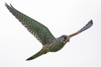 Kestrel (Falco tinnunculus), close-up, portrait of a male flying towards the camera with wings