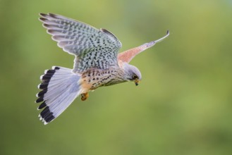 Kestrel (Falco tinnunculus), close-up, flight image of a male flying over a green meadow with wings