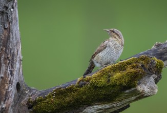 Wryneck (Jynx torquilla), close-up, adult bird sitting on a mossy branch in front of a hollow in a
