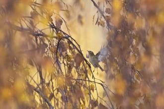 Goldcrest (Regulus regulus), adult bird flying in shaking flight with open wing between autumnal