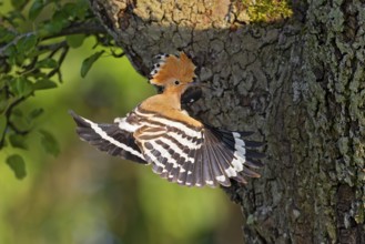 Hoopoe (Upupa epops), adult bird flying in shaking flight in front of apple tree with open wing and