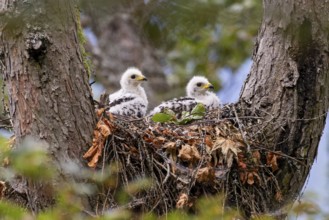 Honey buzzard (Pernis apivorus), two young birds in white down plumage sitting in the eyrie inside
