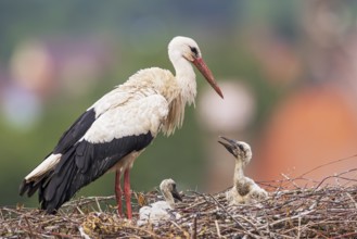 White stork (Ciconia ciconia), adult bird standing on an eyrie above the roofs of a town together