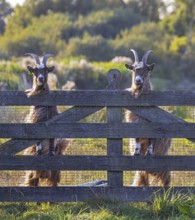Goat (Capra aegagrus hircus), two male goats with horns stand upright in the sun next to each other