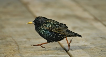 Starling (Sturnus vulgaris), close-up, male in breeding plumage with shiny feathers walks with long