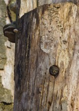 Pygmy Owl (Glaucidium passerinum), adult bird at the breeding site looking with its head out of the
