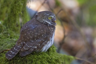 Pygmy Owl (Glaucidium passerinum), close-up and portrait, adult bird sitting on a moss-covered