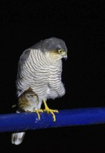 Dunnock (Prunella modularis) sits in a bizarre scene huddled and nestled at the feet of a