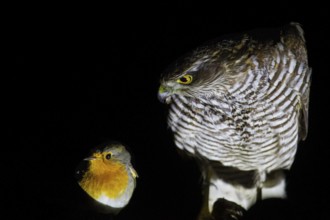 Sparrowhawk (Accipiter nisus) sits in a bizarre scene with a penetrating, deadly gaze right next to