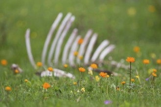 White bones of a farm animal skeleton in blooming meadow between orange blooming flowers in the