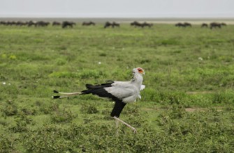 Secretary bird (Sagittarius serpentarius), adult bird walking through savannah in front of a herd