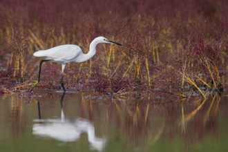 Little Egret (Egretta garzetta), adult bird reflected in the water and walking in salt marsh with